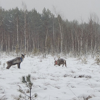 Первые лесные северные олени выпущены в Керженский заповедник 1