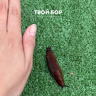 Огромные слизни атакуют огороды Борчан 3