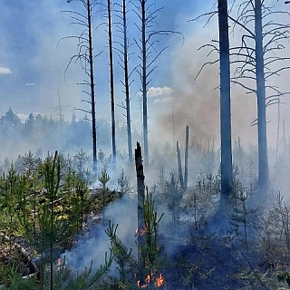 Возгорание от удара молнии ликвидируют в Керженском заповеднике 2