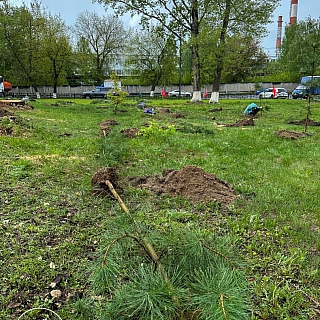 Новая Аллея появилась на Бору 7