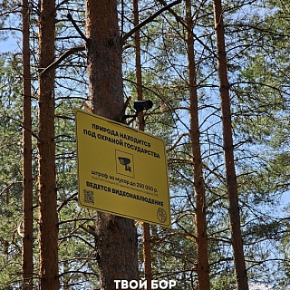 Кто же догадался сделать это в борском лесу? 2