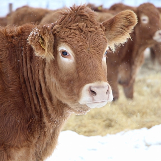 Знакомство с борскими оленями 6