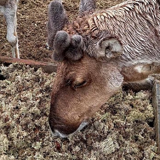 Мартовский репортаж из вольеров Керженского заповедника 2