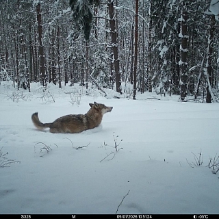 Пост Керженского заповедника про снег и воды 3