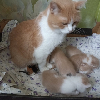 На Бору встретились человеческое бессердечие и доброта 1