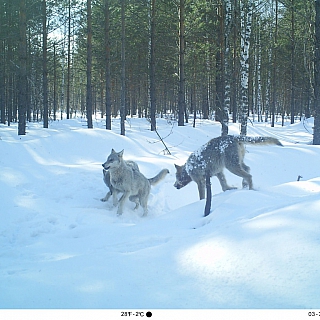 Дикие символы года обитают в Керженском заповеднике 5