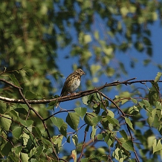Подходит к концу очередной сезон учетов птиц в Керженском заповеднике 5