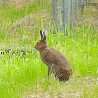 Фотоловушки засняли стадо кабанов, зайца и лося в Керженском заповеднике 1