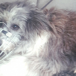 Собаке, покусавшей жителей Октябрьского, ищут хозяина 2