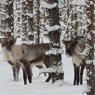 Февральские зарисовки из жизни северных оленей в Керженском заповеднике 1