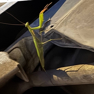 Возвращение «блудного богомола» 1