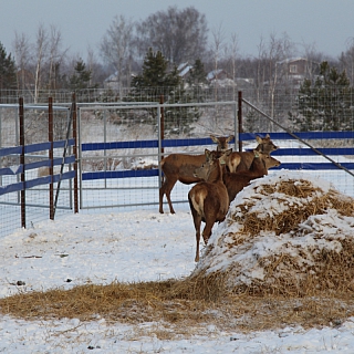 Знакомство с борскими оленями 2