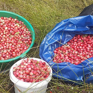 В Борском районе начинается сезон клюквы 1