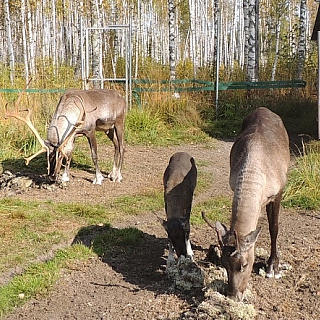 У оленей, проживающих в вольерных комплексах Керженского заповедника, начался гон – период свадеб 2