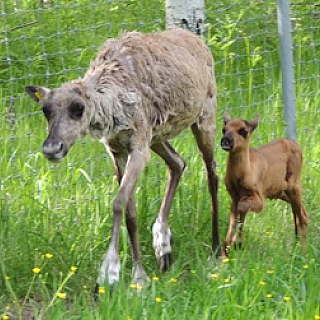 Шестой северный олененок родился в Керженском заповеднике 1