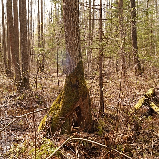 Находка мирового уровня в Керженском заповеднике 2