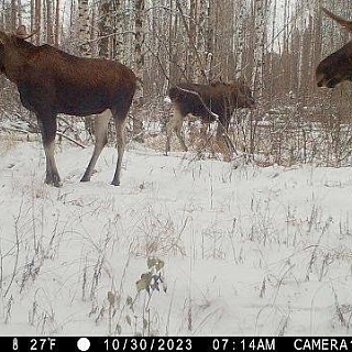 Дикие животные борского заповедника 2