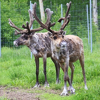 Пять лесных северных оленят родились в Керженском заповеднике 3
