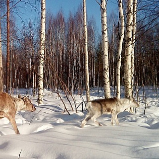 Мартовский репортаж из вольеров Керженского заповедника 6