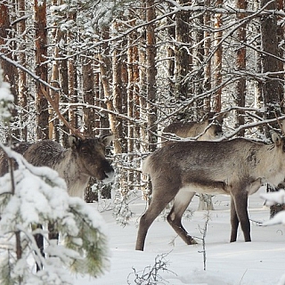 Февральские зарисовки из жизни северных оленей в Керженском заповеднике 2