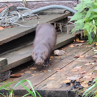 Аме­ри­кан­ские нор­ки по­се­ли­лись в Кер­жен­ском за­по­вед­ни­ке 2