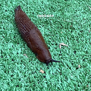 Огромные слизни атакуют огороды Борчан 2