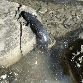 "Век живи, век офигевай" — борчанка 1