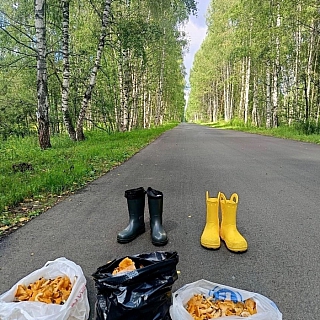 Борчане продолжают делиться фотографиями лесного урожая 5
