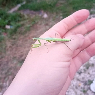 Богомолы удивляют борчан 3