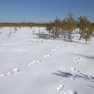 Всемирный день снега отметили в Керженском заповеднике 3