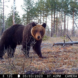 Фотоловушки засняли медведя и рысь в Керженском заповеднике 1