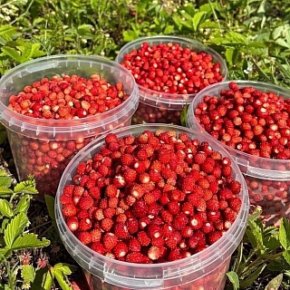 В Нижегородской области начался сезон земляники 4