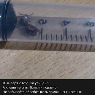 На Бору проснулись клещи 1