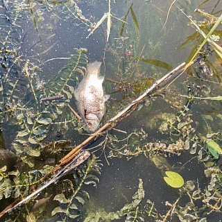 На одном из борских водоёмов гибнет рыба 1