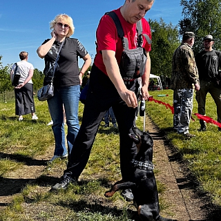 Сегодня на Бору прошла выставка охотничьих собак 7
