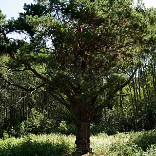 В окрестностях деревни Шехонка растет сосна необычной формы 1