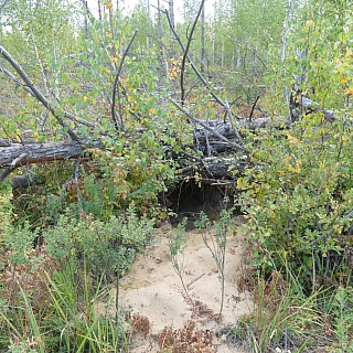 Керженский заповедник показал удивительные кадры 1