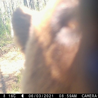 Медведь-фотограф появился на Бору 3