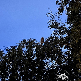 Частые гости на Бору 2