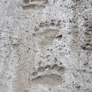 «Свадебное путешествие» медведей запечатлели в Керженском заповеднике 3