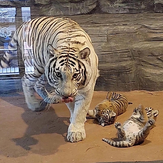 В зоопарке «Лимпопо» появились на свет два маленьких символа года — бенгальские тигрята 1