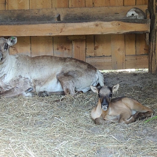 Северный олененок родился в Керженском заповеднике 4