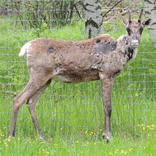 Шестой северный олененок родился в Керженском заповеднике 6