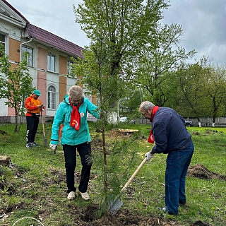 Новая Аллея появилась на Бору 5