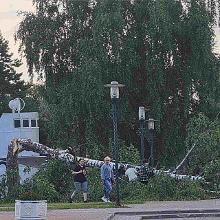 Упавшее в музее боевой техники под открытым небом дерево оперативно убрали 2