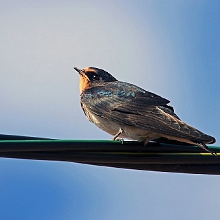 Подходит к концу очередной сезон учетов птиц в Керженском заповеднике 2