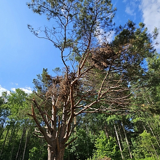 В окрестностях деревни Шехонка растет сосна необычной формы 4