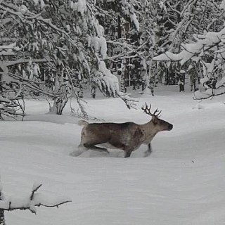 Дикие животные борского заповедника 1
