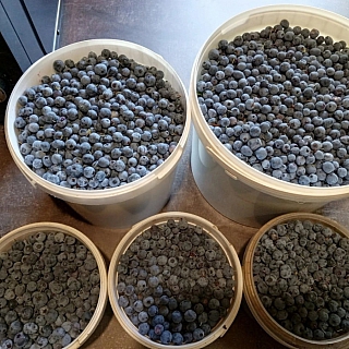 Борчане похвалились дарами леса 2