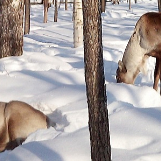 Мартовский репортаж из вольеров Керженского заповедника 1